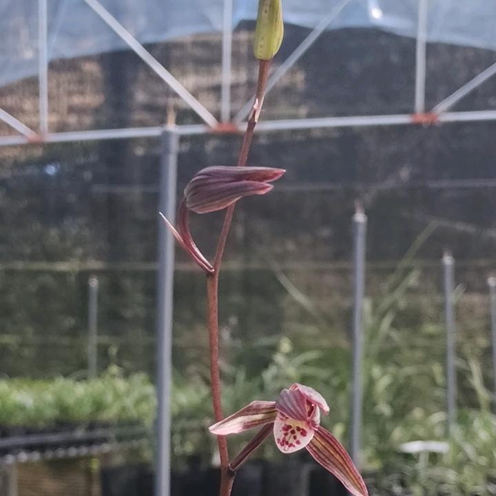 正品寒兰绿景花卉