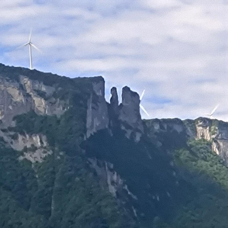 檀香树
