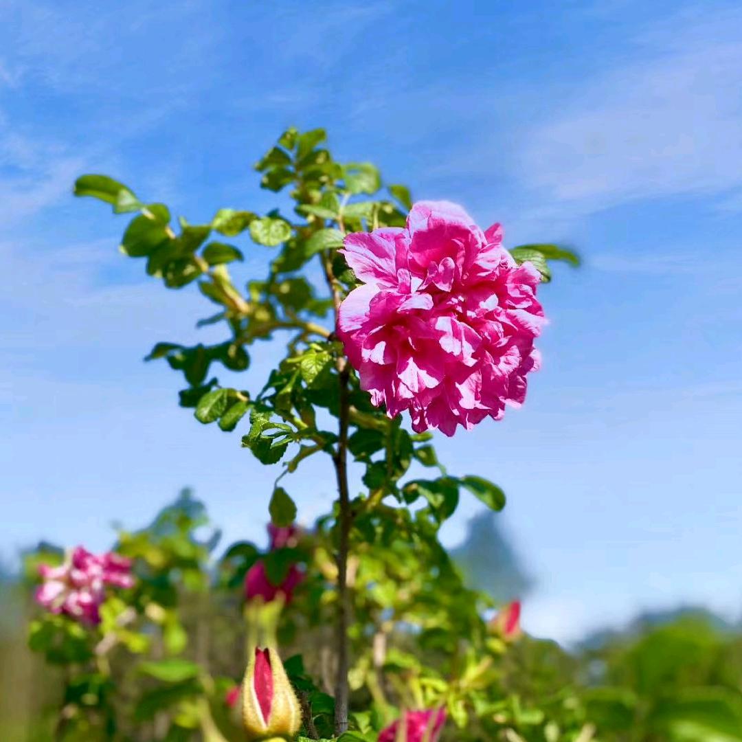 @欣欣向荣