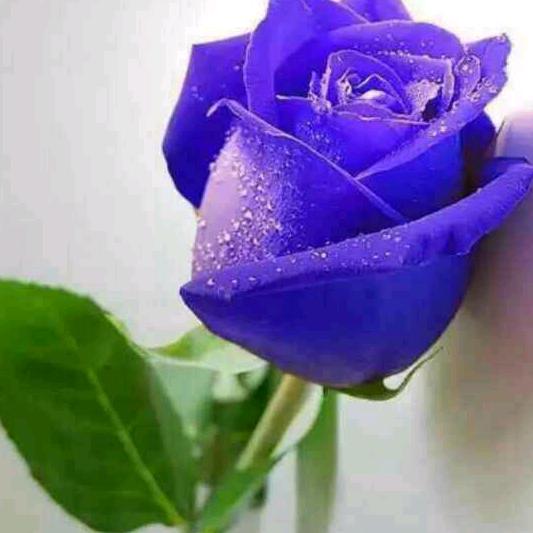 光头三哥龙的传人