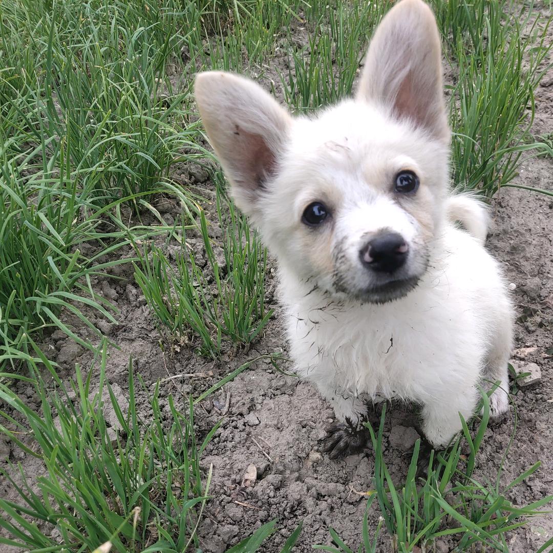 练习两月半的粘豆包