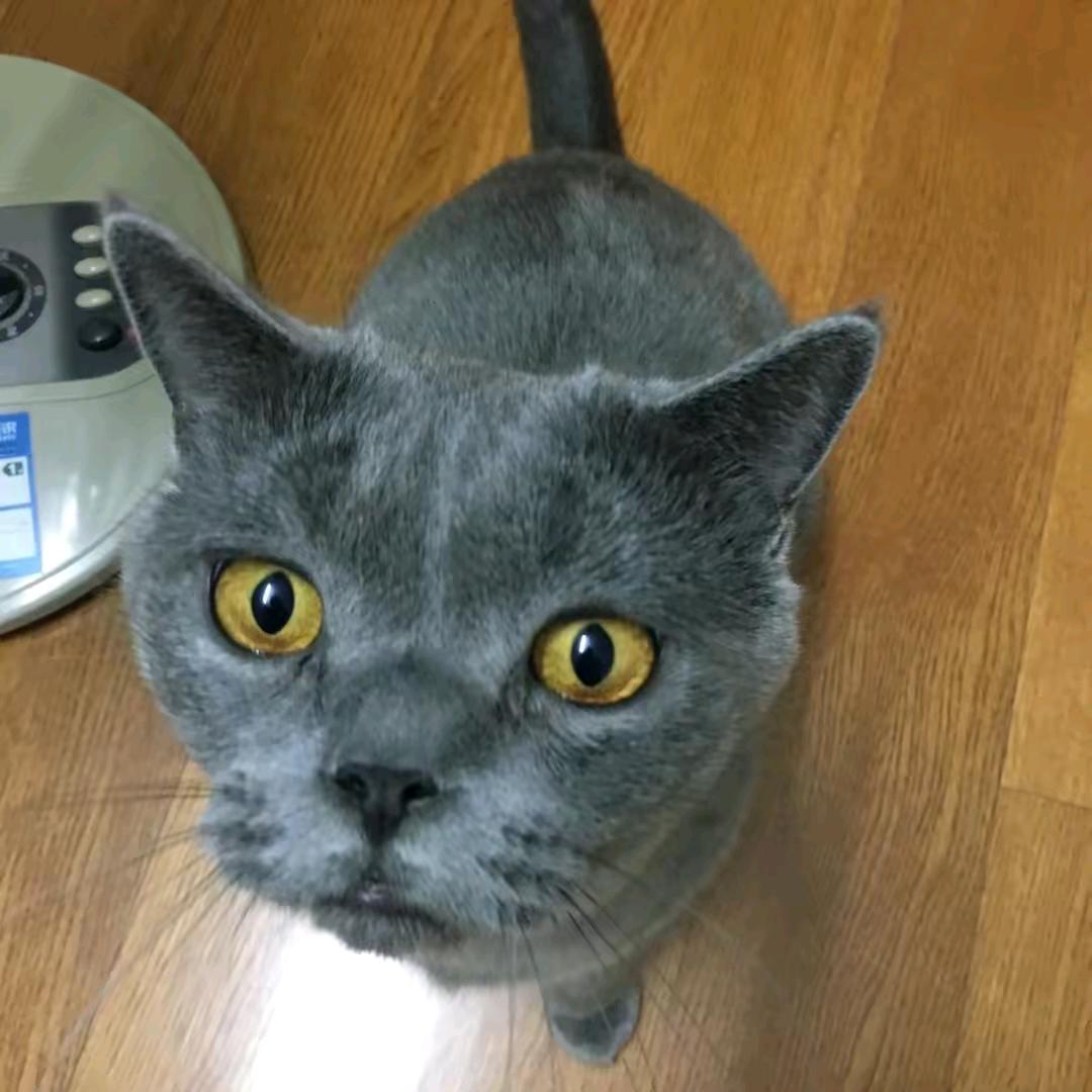 莲年z