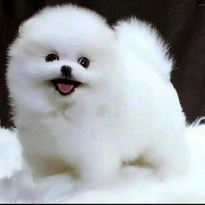 蔺姐，