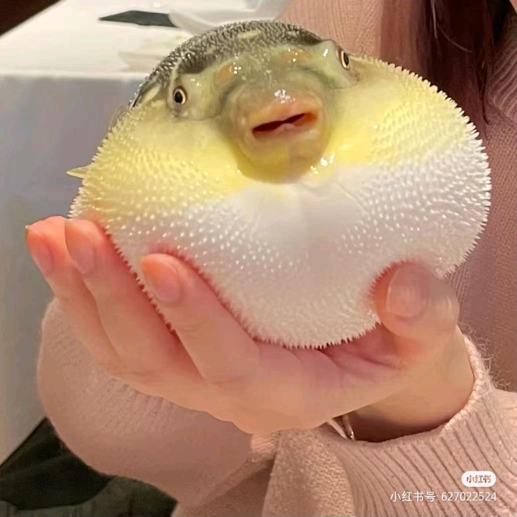 小🐟扎马尾