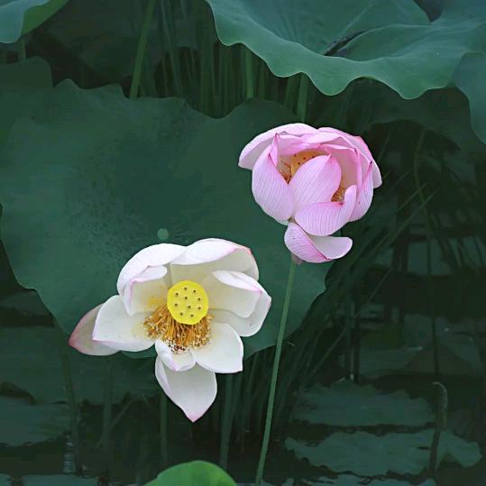 静桂