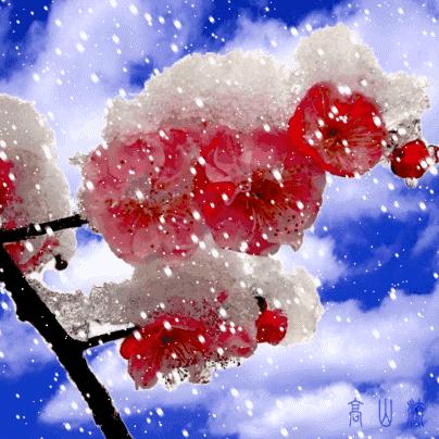 🥀傲雪寒梅
