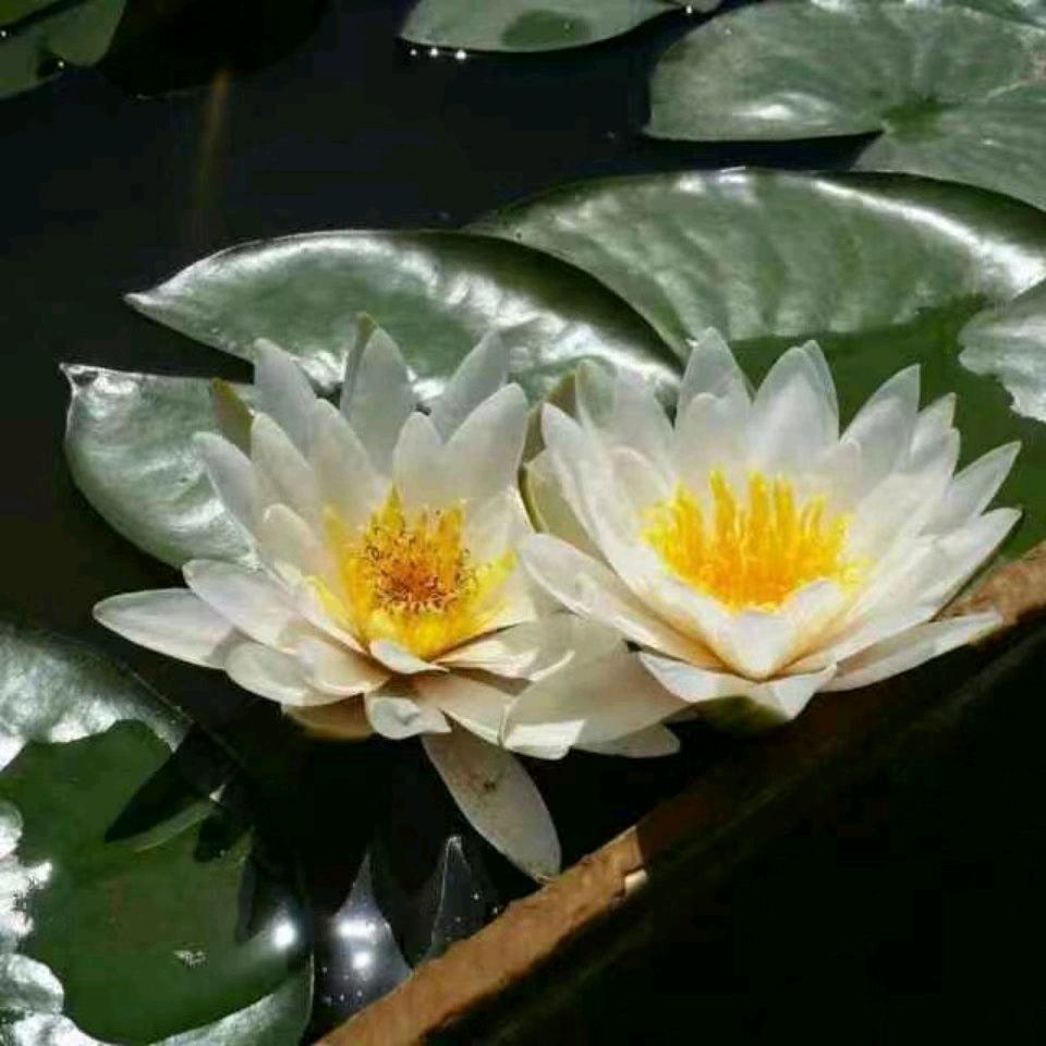 心莲