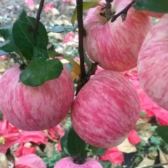 陕西洛川温情苹果快递