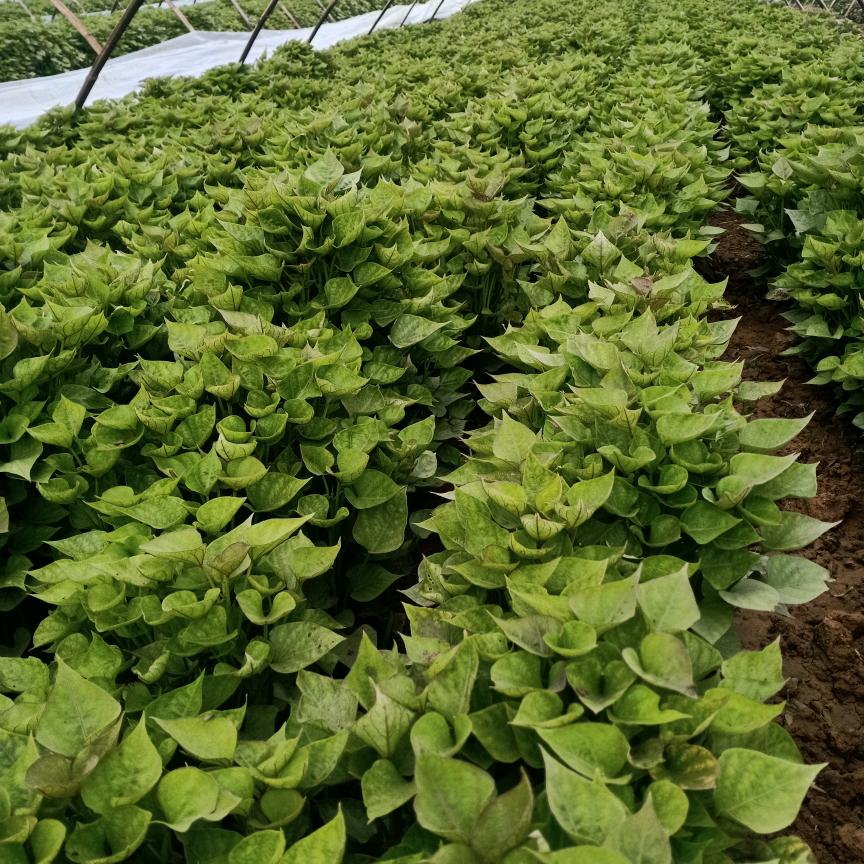 小“雨”转暴雨