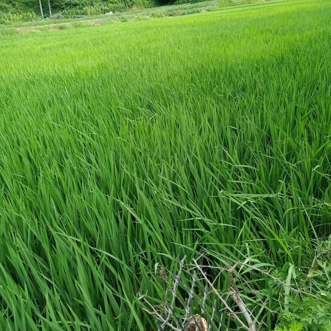 不吃鱼的猫咪