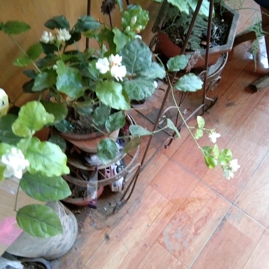 小雪花**头像