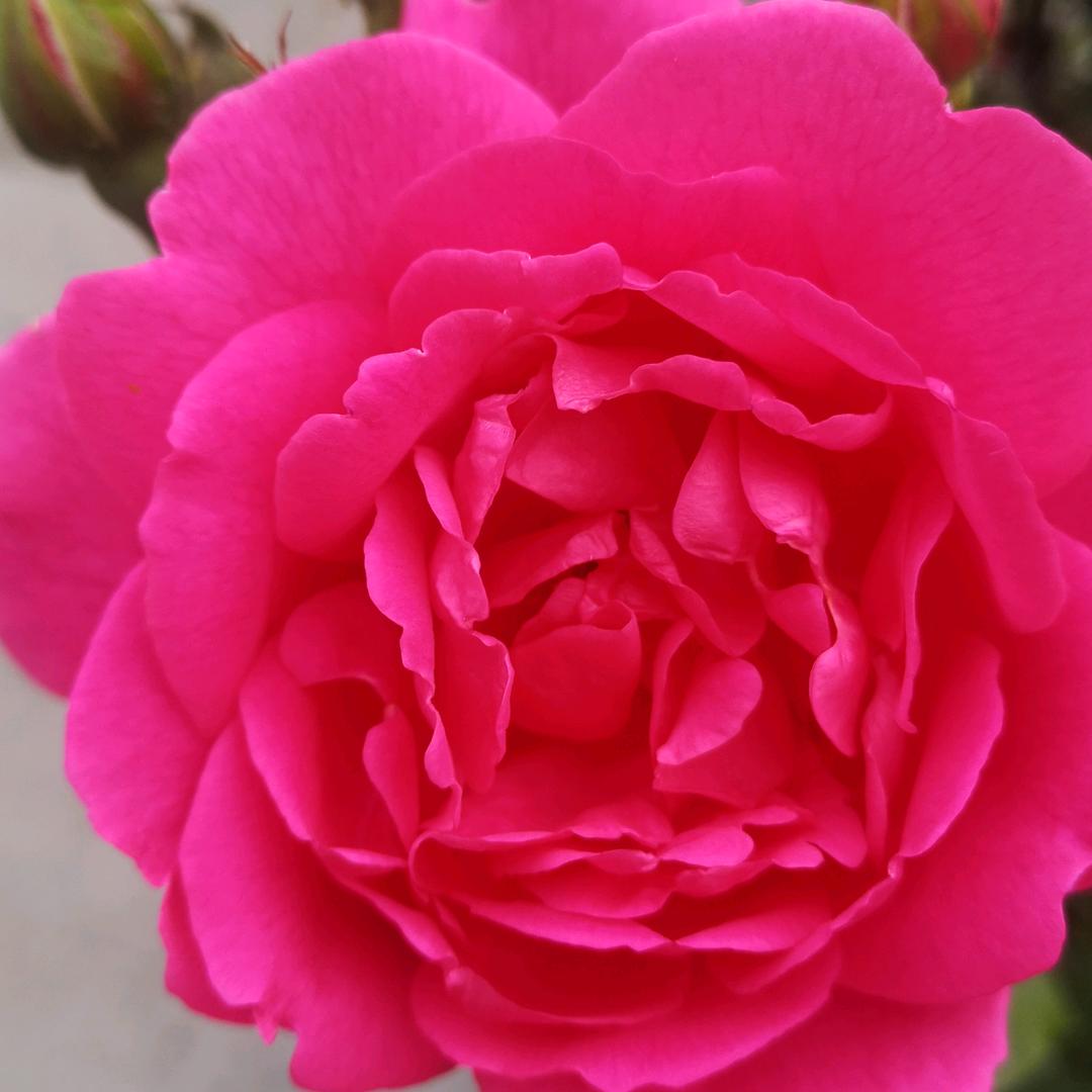 锦上添花
