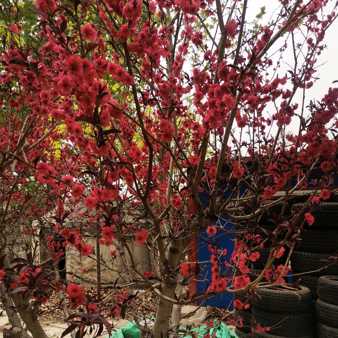 鼎盛北京精品二手轮胎官方号