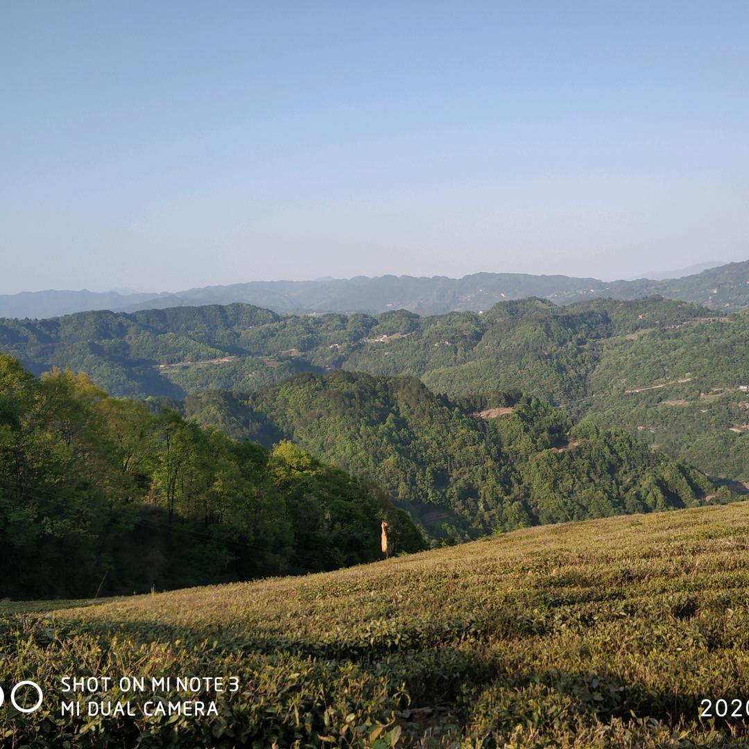 大山里的鹰