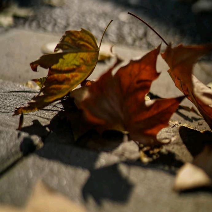 💝🌾小 💝🌾明