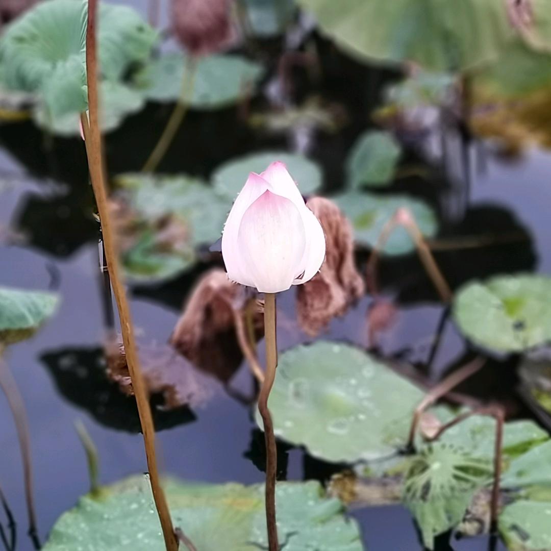 食茶看戏