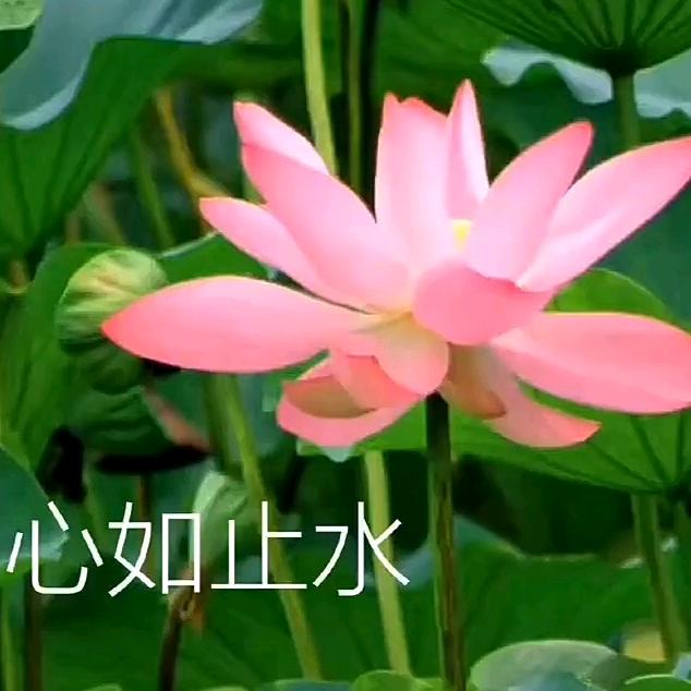 心如止水