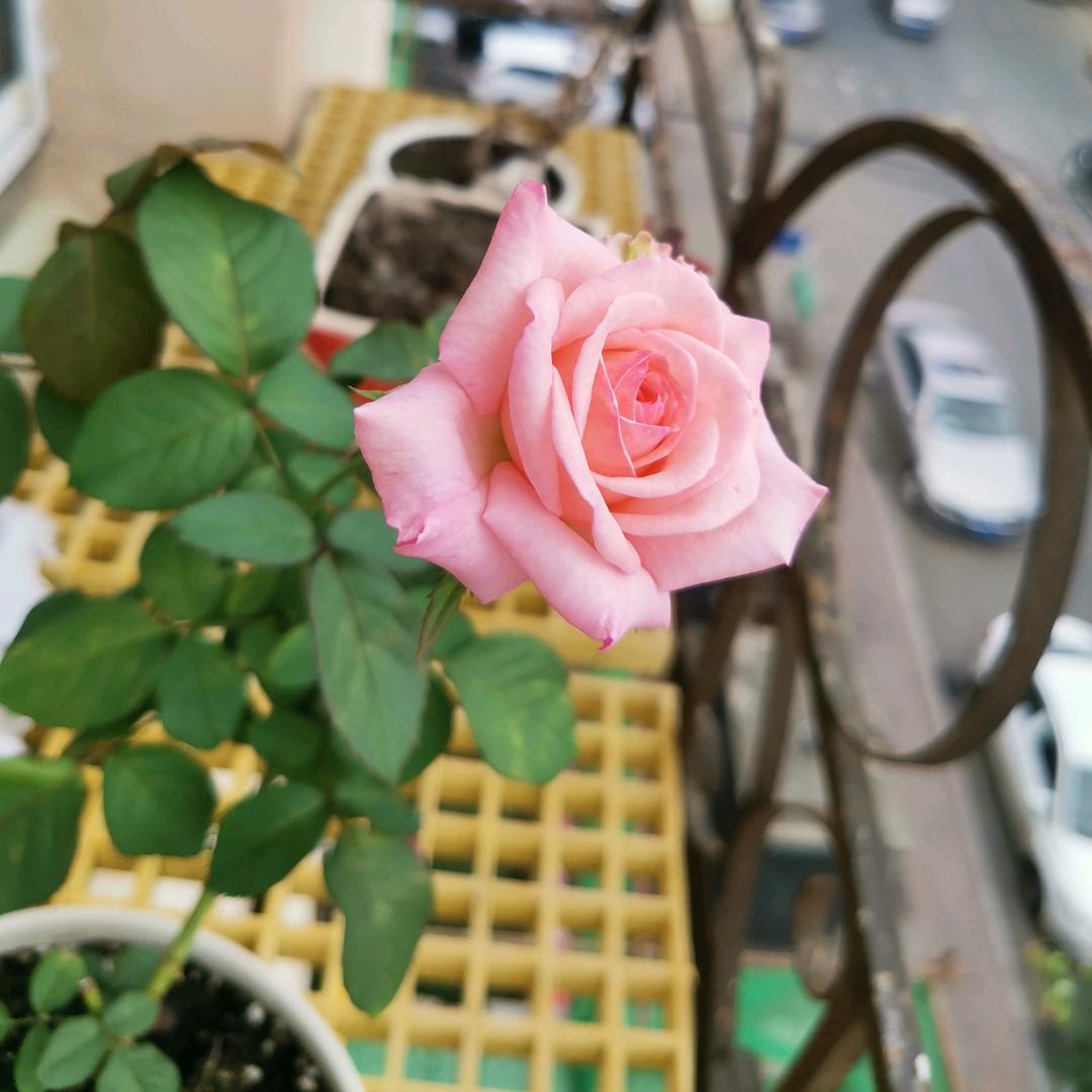 蒋岩