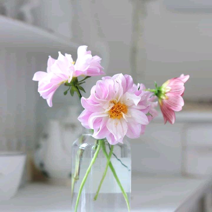 阿丽