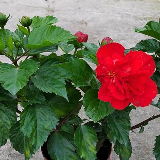 木菊