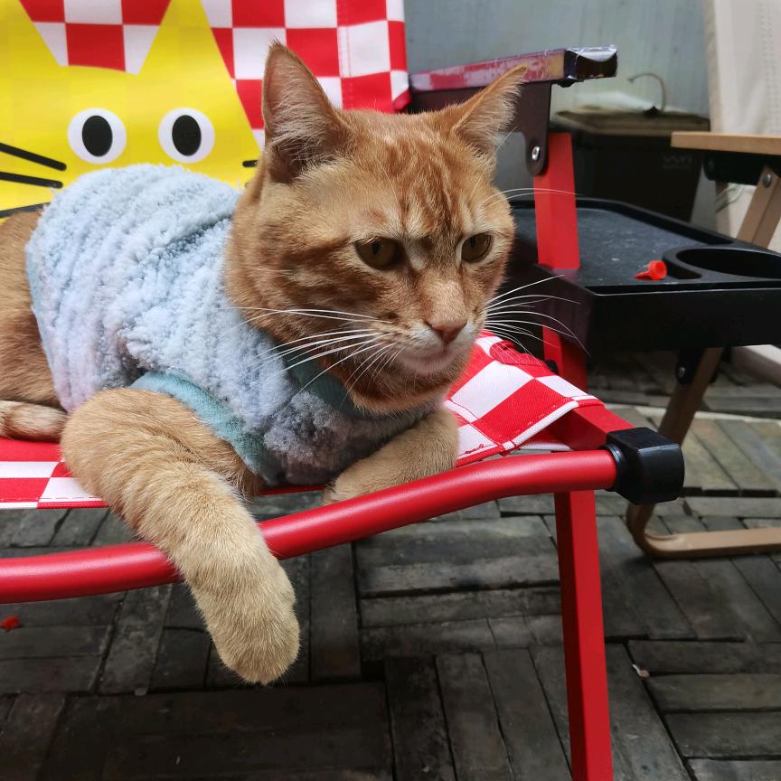 车厘子头像