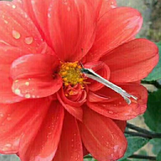 🌹做人难🌹