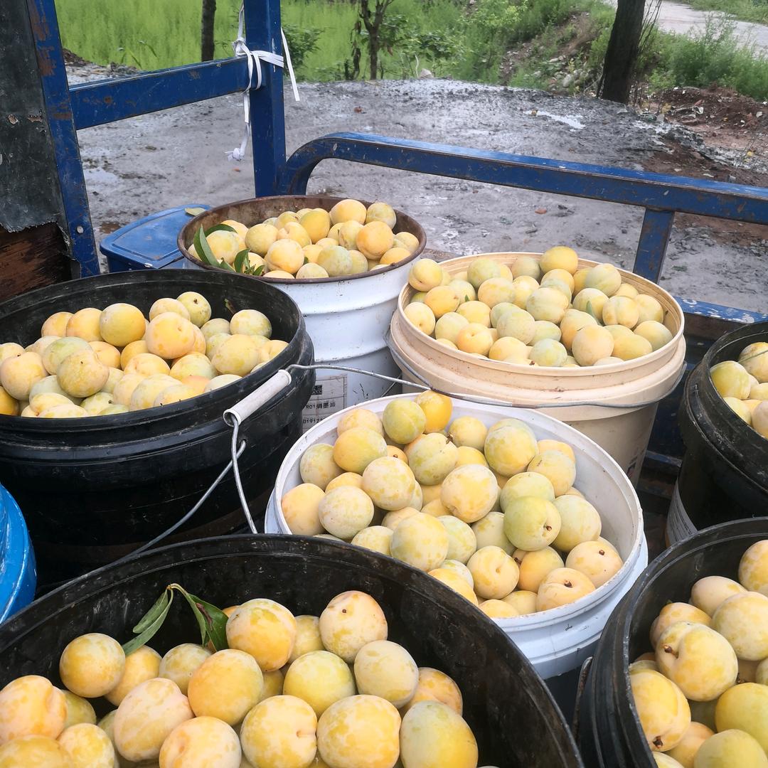 李子西施