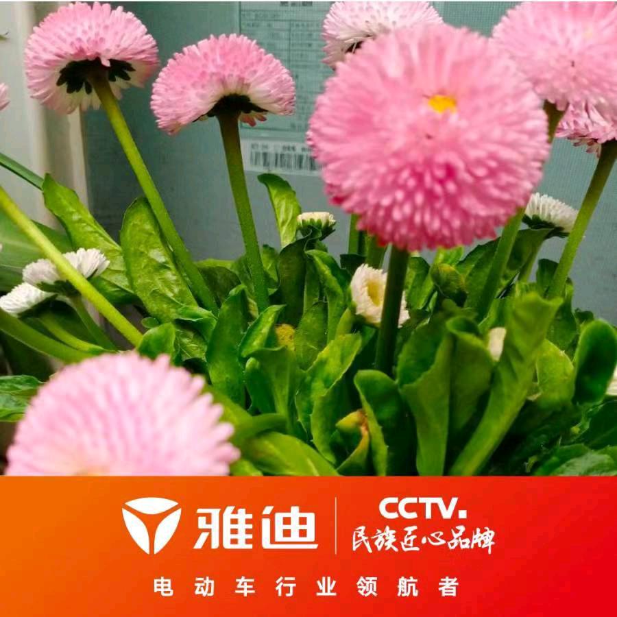 陂西雅迪{金民车行}