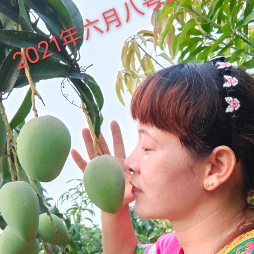 芒果之乡