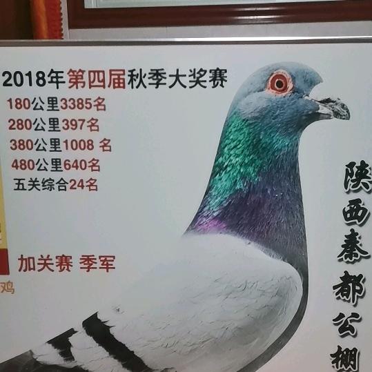 鸽子飞翔