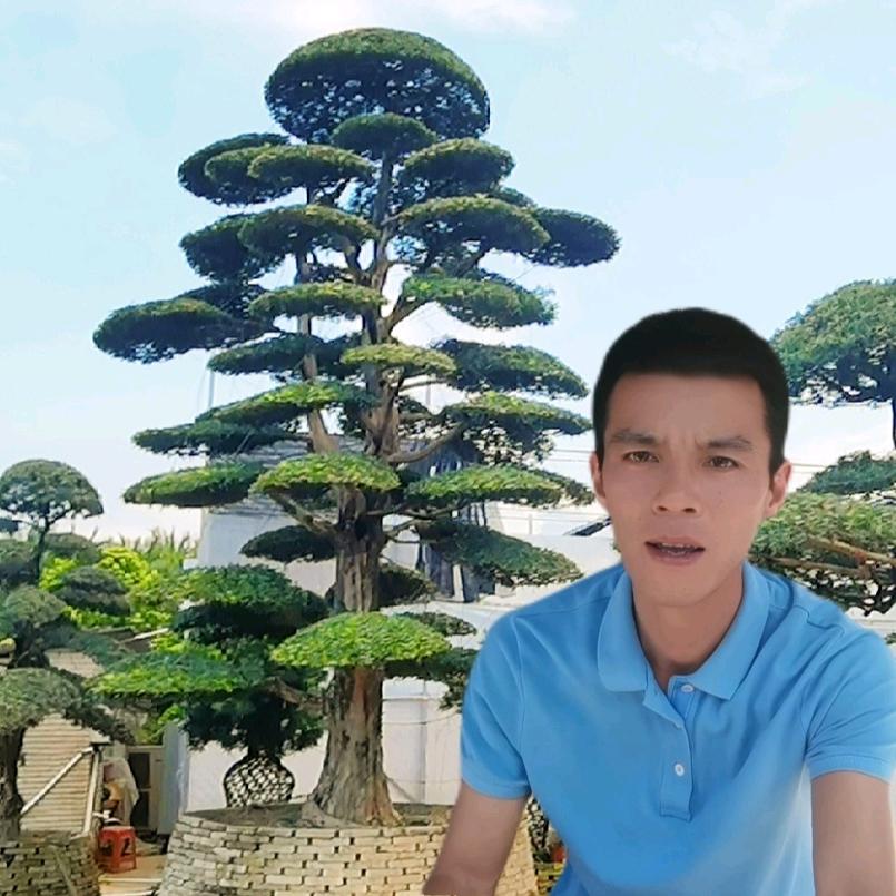 阿毛种植分享（艺松坊园艺）罗汉松-三角梅