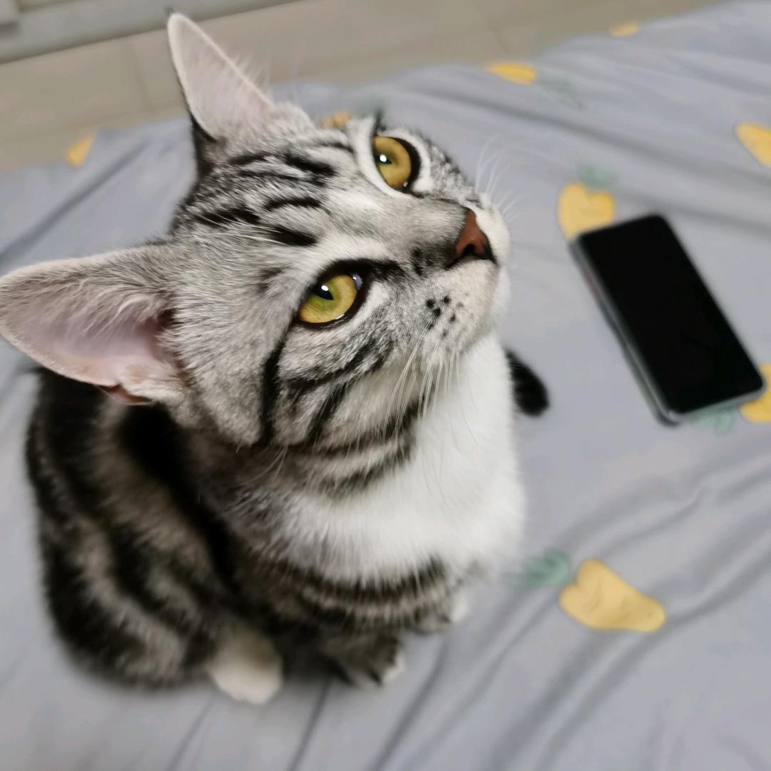 一只小哈哈呼呼OwO