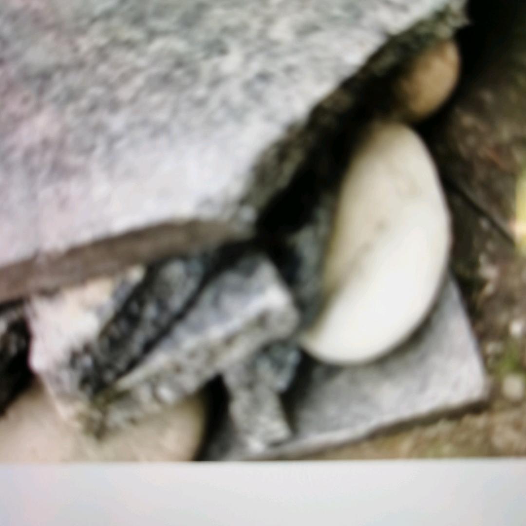 龙