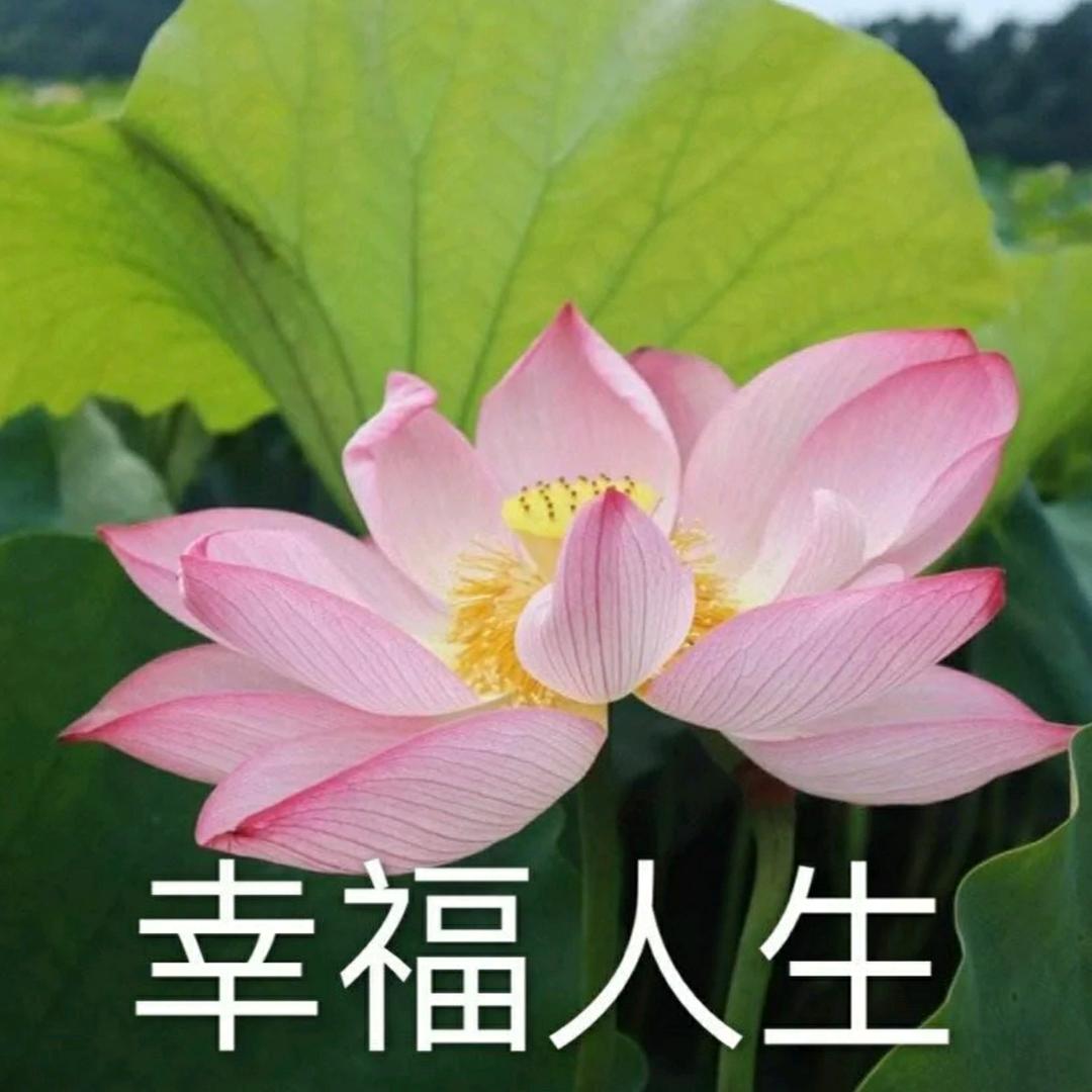 幸福人生_