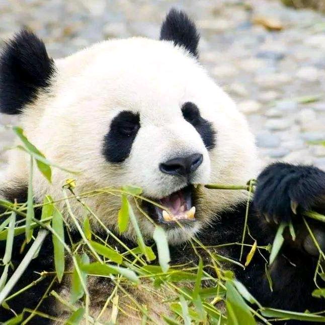 熊猫观察君