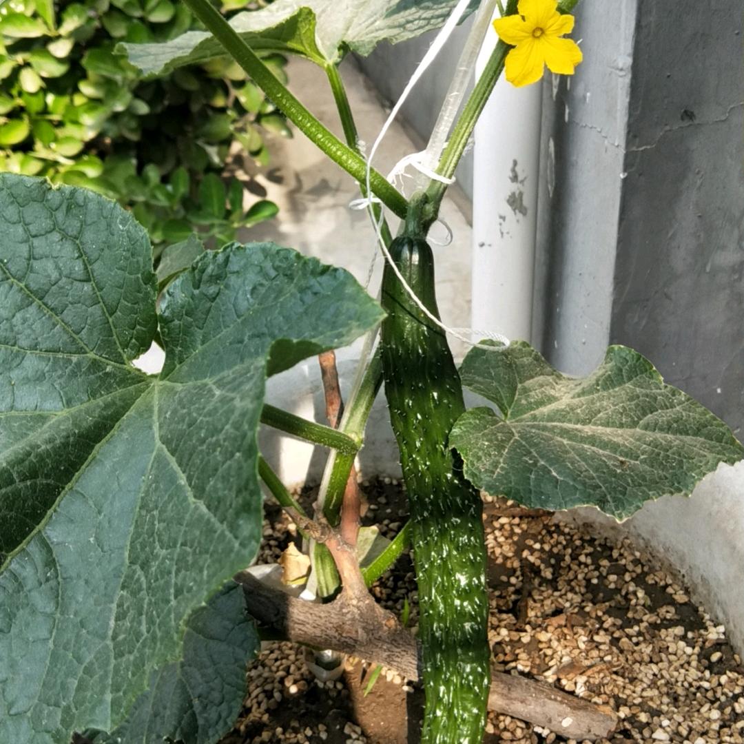 平安
