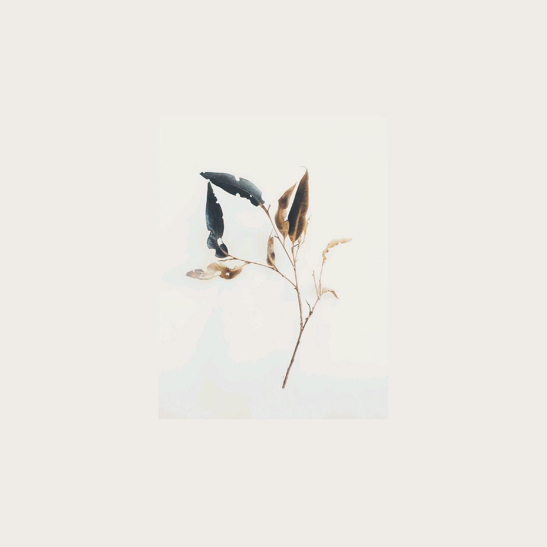 王DA青