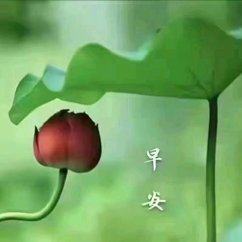 树林