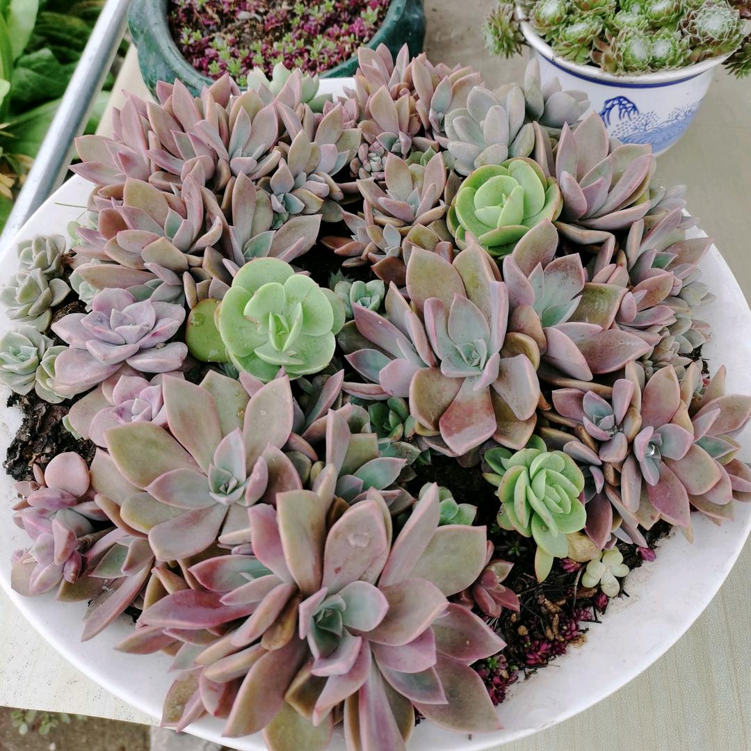 用户1595691714144阿莲