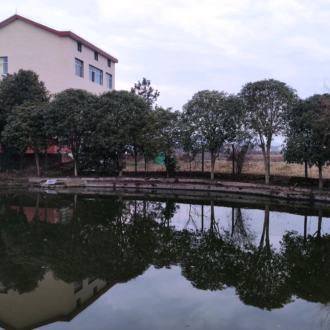 飞歌