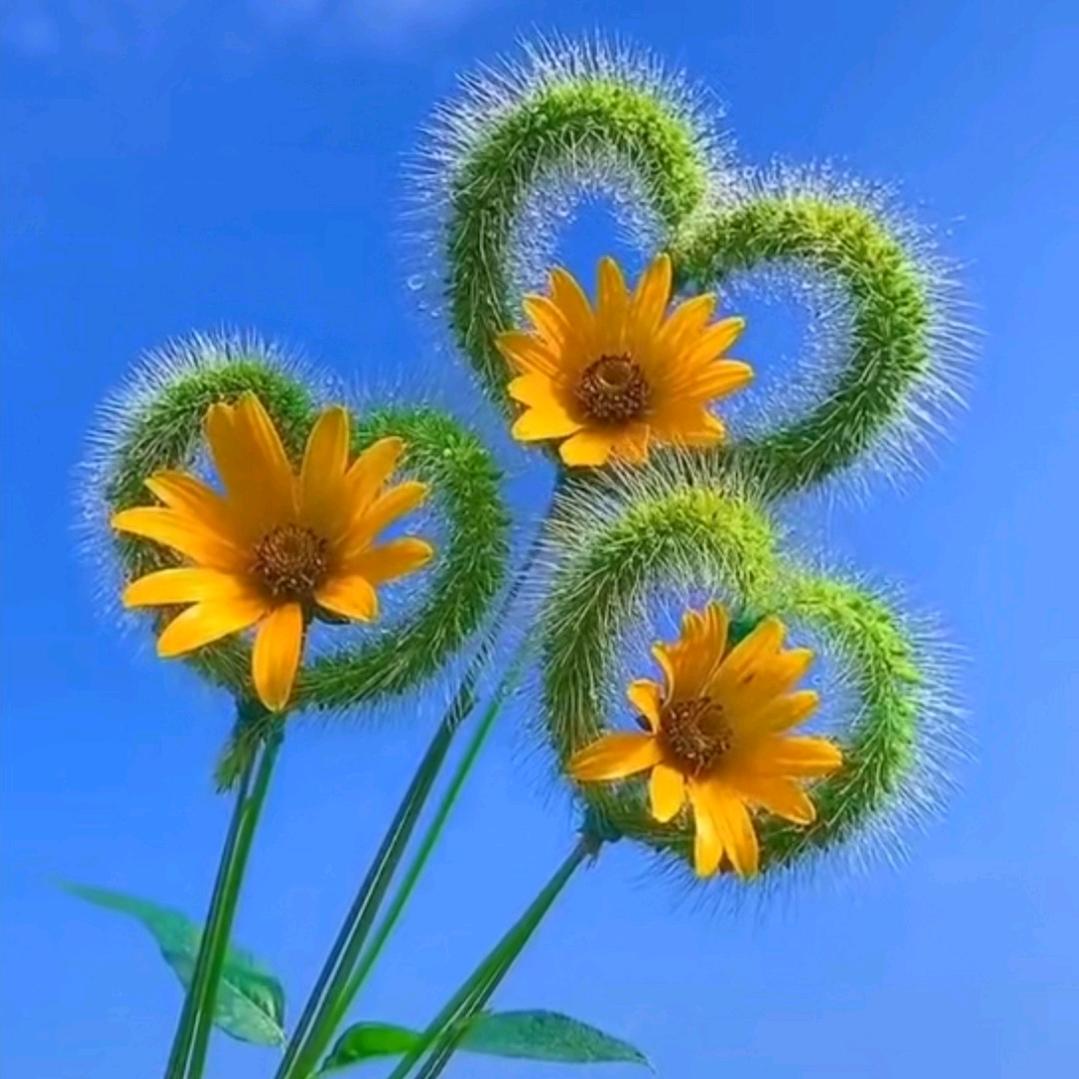 是希望的希呀🍀