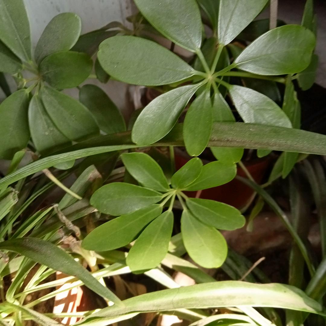 永恒花园～紫罗兰