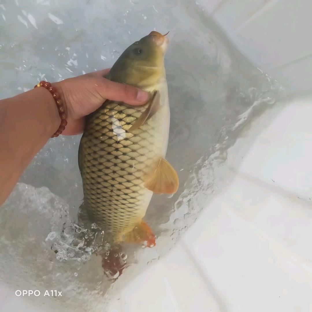 钓塘配送工(各种鱼苗销售)
