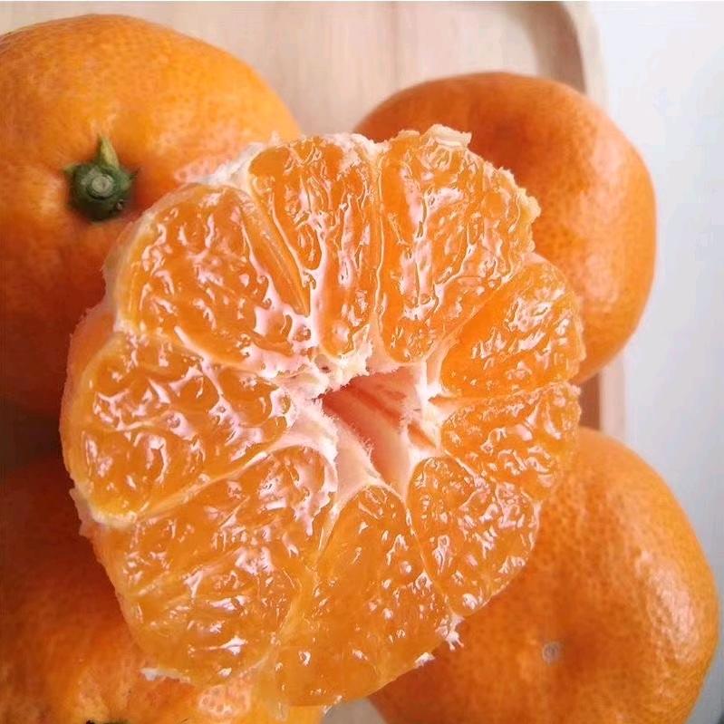 冯小鱼涌泉蜜桔