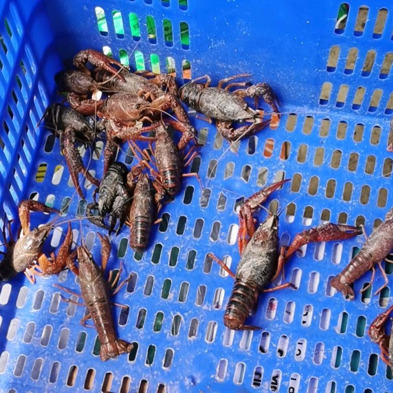 蟹虾雨养殖基地