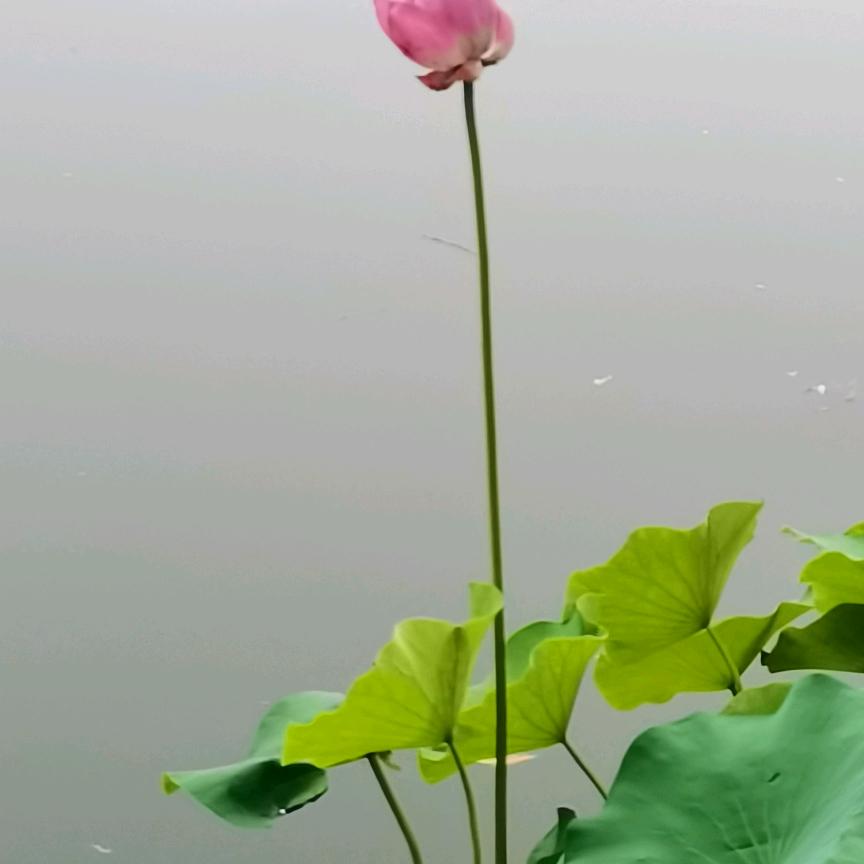 那年那月那情