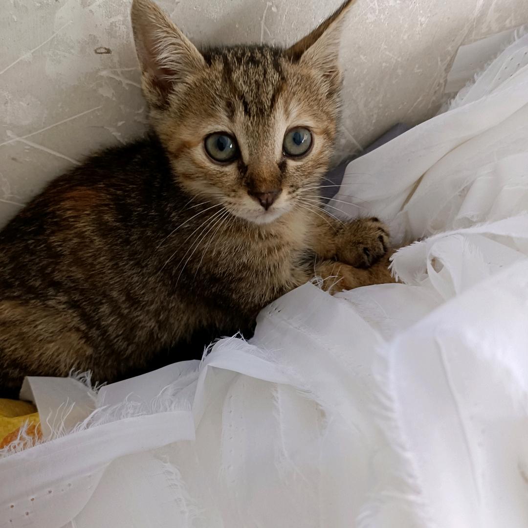 🕊ꦿ℘情深缘浅ꦿ໊ᮨ🌍