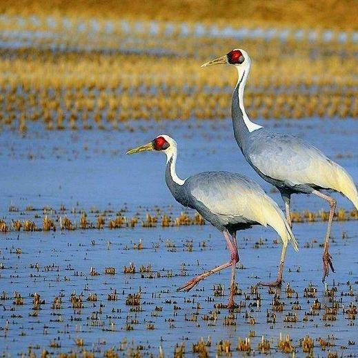 瑞智琴行-张老师