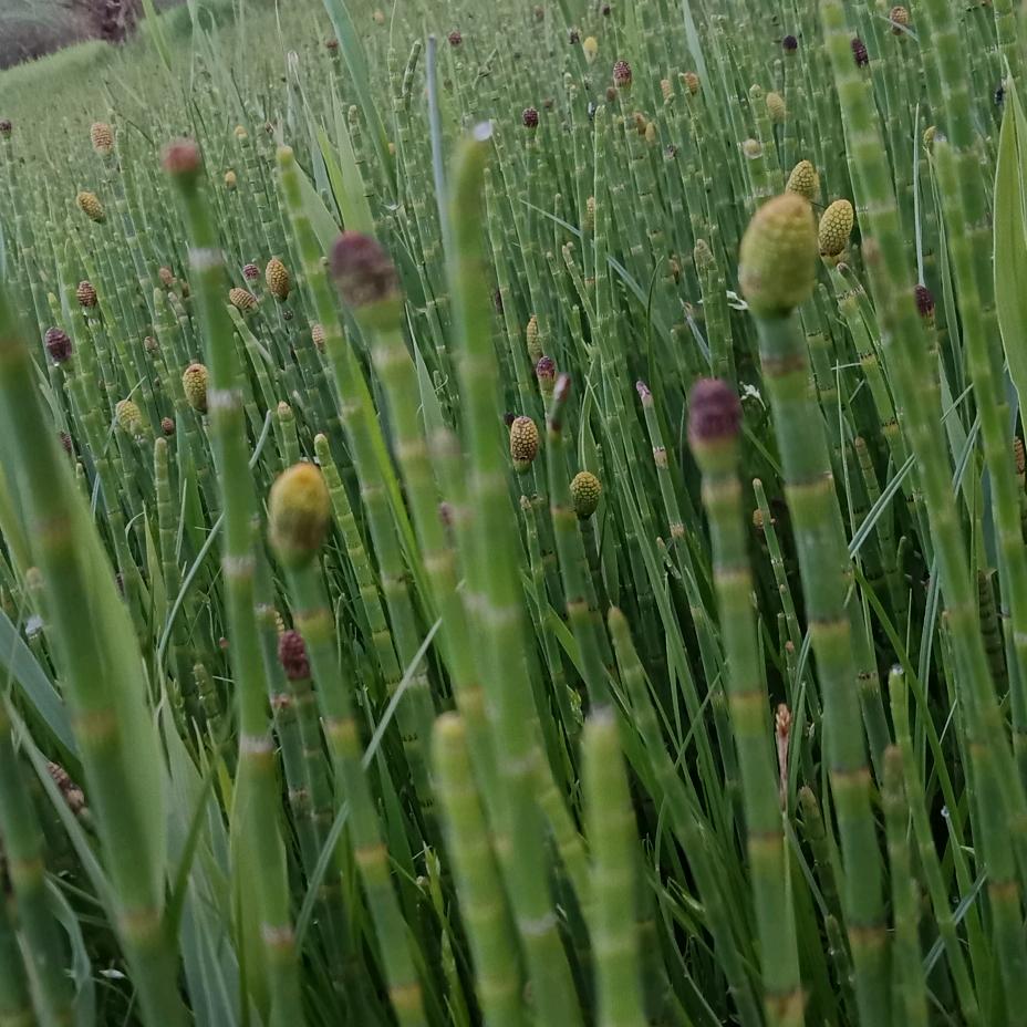 涂料工艺施工+基层处理@彭工