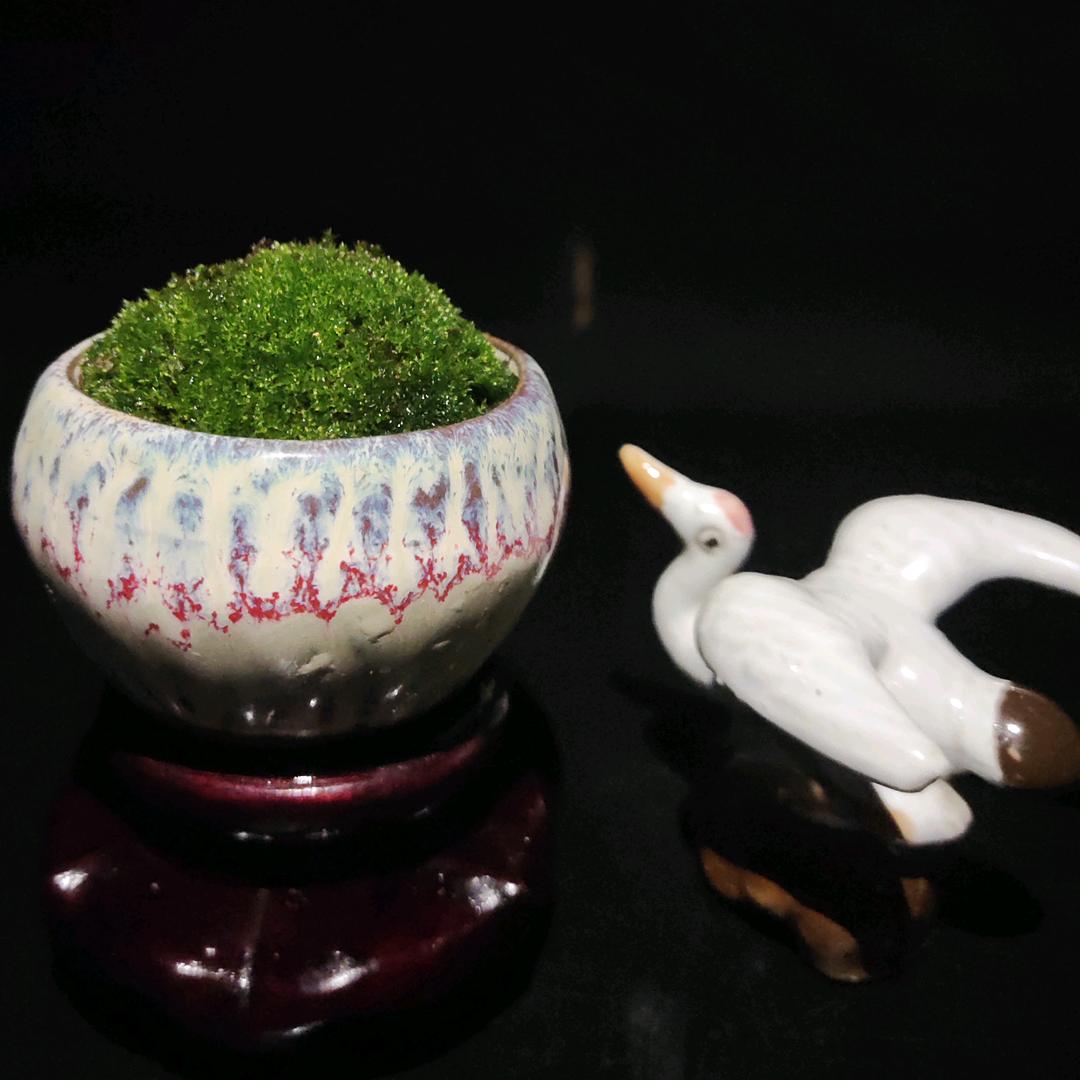 天生花木盆景园